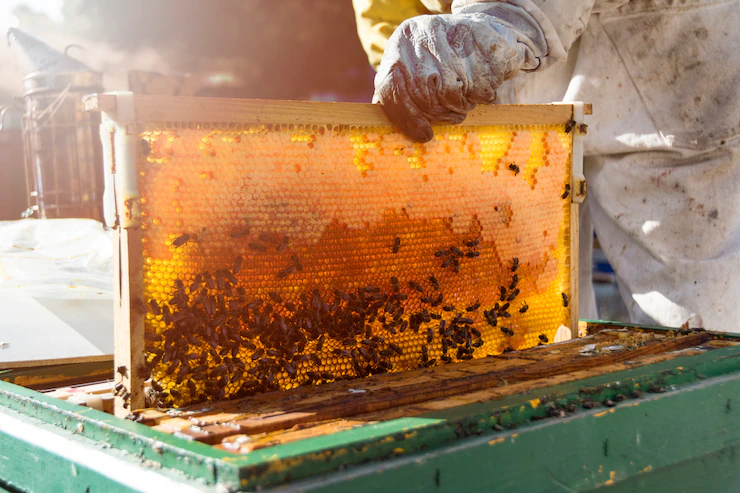 Importancia de las abejas para nuestra propia supervivencia