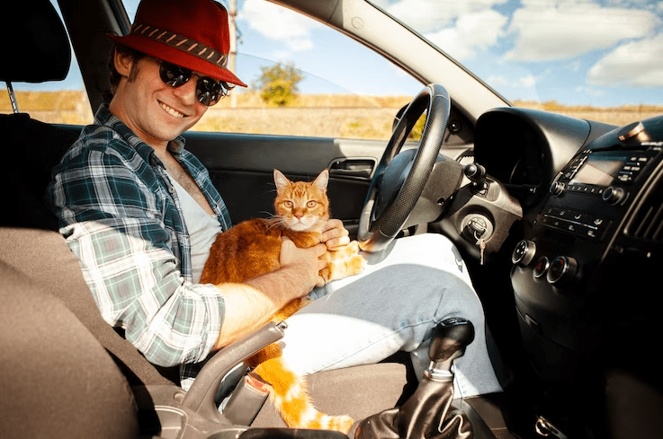 Consejos para que viajes con tu gato de forma segura