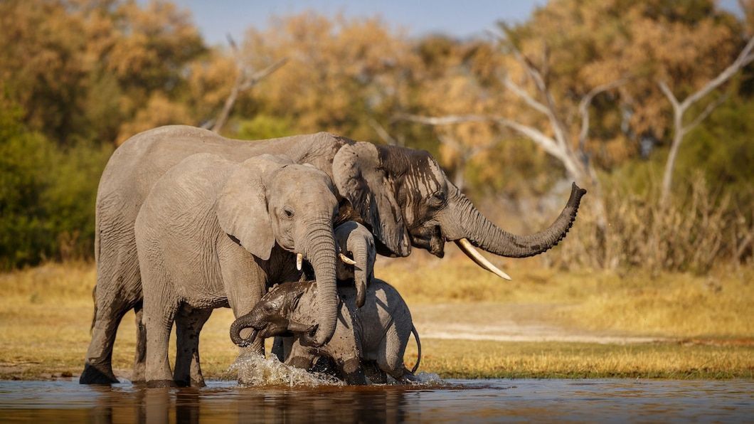 El increíble mundo de los elefantes: más que una memoria prodigiosa