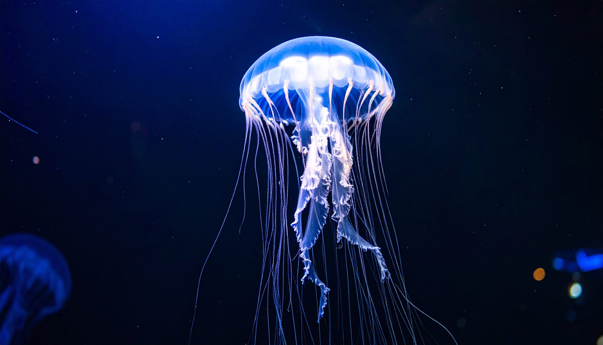 🧬 Animales biológicamente inmortales: el secreto de la naturaleza